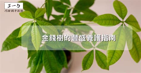 金錢樹室內|金錢樹的豐盛養護指南：吸引財富與繁榮 